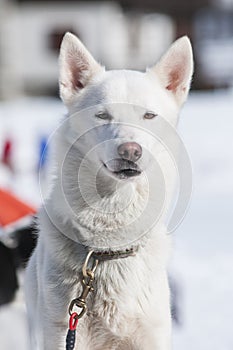Portrait of a nordic dog