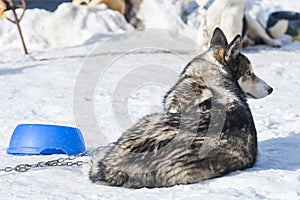 Portrait of a nordic dog