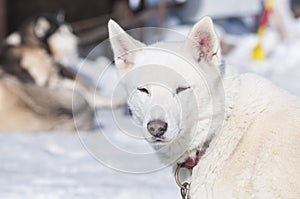 Portrait of a nordic dog