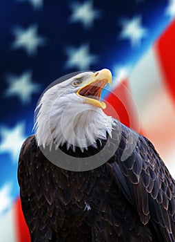 Portrait of a North American Bald Eagle Haliaeetus leucocephalus in the background USA flag.