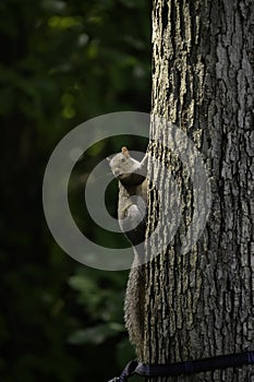 Portrait of a North American Gray Squirrel, Chattanooga, Tennessee USA