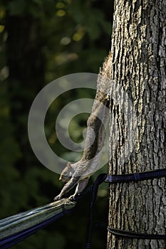 Portrait of a North American Gray Squirrel, Chattanooga, Tennessee USA