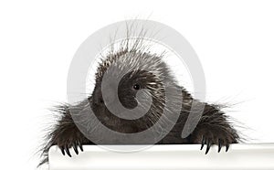 Portrait of North American Porcupine, Erethizon dorsatum photo