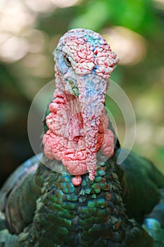 Portrait of north american wild turkey with large red wattles