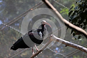 Portrait of a Northern Bald Ibis, endangered species.