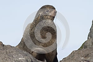 Portrait of the northern fur seal who looks