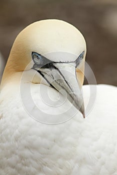 Portrait of a northern gannet