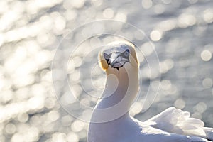 Portrait of a Northern Gannet - Morus bassanus