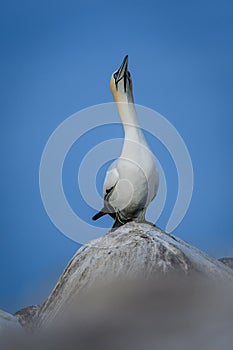 Portrait of a northern gannet on a rock ` sky pointing `