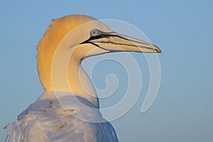 Portrait of a  northern gannet seen from the side againt a blue sky