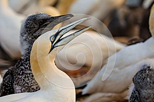 Portrait of Northern Gannet - Sula bassana with baby