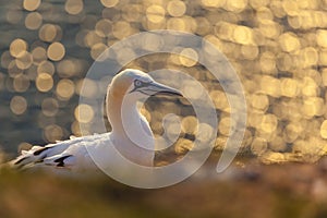 Portrait of a Northern Gannet at sundown - Morus bassanus