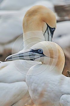 Portrait of a Northern gannets
