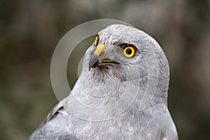 Portrait of a northern harrier Circus Cyaneus . Close up