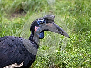 the Portrait of a Northern Hornbill, Bucorvus abyssinicus, with a massive hornbill and helmet