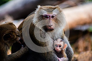Portrait of Northern Pig-tailed Macaques family with baby in the park. Thailand. Macaca leonina