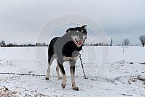 Portrait of northern sled dog Alaskan Husky in winter outside in snow. Black tan handsome half breed stands tied to chain and