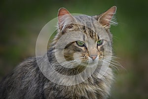 Portrait of a Norwegian forest cat