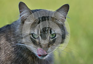 Portrait of a Norwegian forest cat