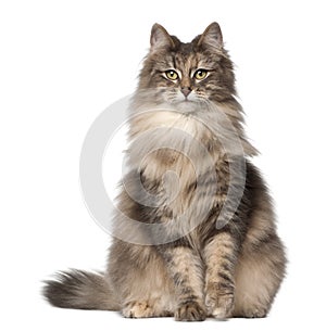 Portrait of Norwegian Forest Cat