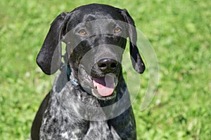 Portrait of norwegian sports mestizo. Cross-breed pointer, kurzhaar and greyhound. Sled dog