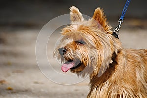 Portrait of Norwich terrier photo