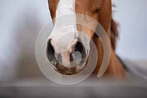 Portrait of nose of chestnut budyonny horse