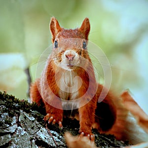 Portrait of a nosy squirrel