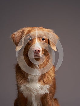 Portrait of a Nova Scotia Duck Tolling Retriever on a gray background