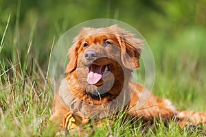 Portrait of a Nova Scotia Duck Tolling Retriever