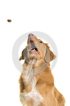 Portrait of a Nova Scotia Duck Tolling Retriever trying to catch a candy with mouth wide open