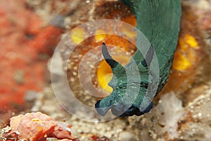 Portrait Nudibranch Milleri's nembrotha in the environment