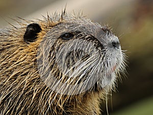 Portrait of a Nutria photo