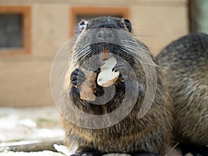 Portrait of a nutria animal