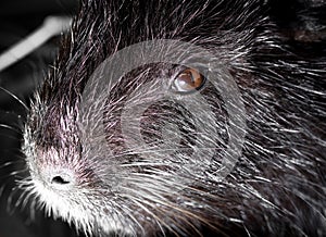 Portrait of a nutria on a farm