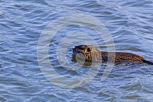 Portrait of nutria swim on pond from side