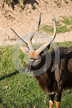 Portrait of nyala antelope deer