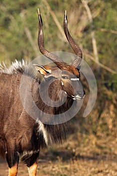 Portrait of a Nyala antelope grazing on grass residues, the nyala Tragelaphus angasii, also called inyala.Portrait of a large