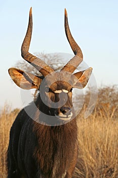 Portrait of a Nyala bull photo