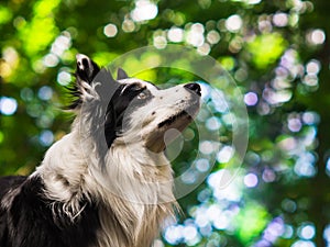 Portrait of an obedient black and white border collie, head shot