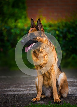 Portrait An obedient trained German Shepherd sits.