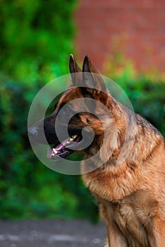 Portrait An obedient trained German Shepherd sits.