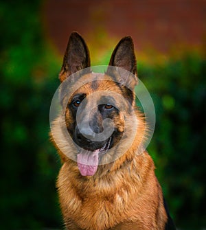 Portrait An obedient trained German Shepherd sits.