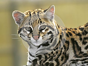 Portrait of Ocelot