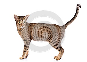Portrait of a ocicat cat on a white background