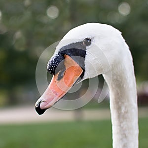 Portrait od elegant swan close up