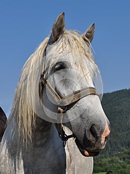 Portrét bílého koně