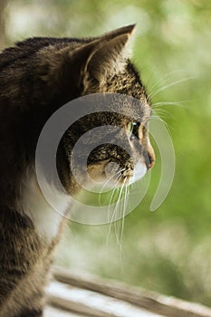 Portrait ofbrown tabby cat.  Big green eyes. A beautiful background for wallpaper, cover, postcard. , close up. Cats conce