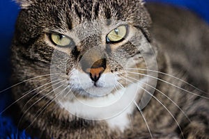 Portrait ofbrown tabby cat.  Big green eyes. A beautiful background for wallpaper, cover, postcard. , close up. Cats conce