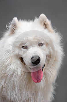Portrait ofl dog - Samoyed